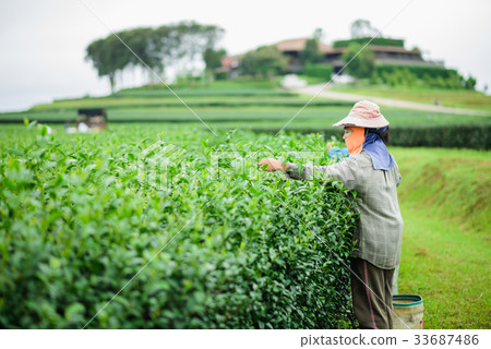 woman picks tea despite ongoing labor strikes 33687486