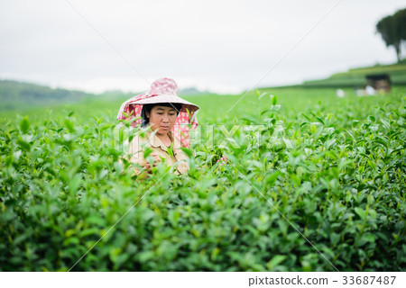 woman picks tea despite ongoing labor strikes woman picks tea despite ongoing labor strikes 33687487