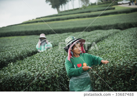 woman picks tea despite ongoing labor strikes woman picks tea despite ongoing labor strikes 33687488