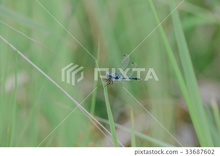 Dragonfly holding on a grass ready to fly 33687602