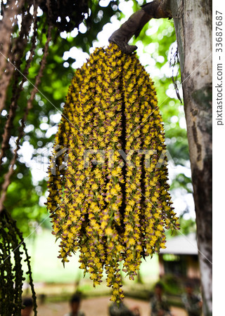 Burmese fishtail palm, clustered fishtail palm Burmese fishtail palm, clustered fishtail palm 33687687