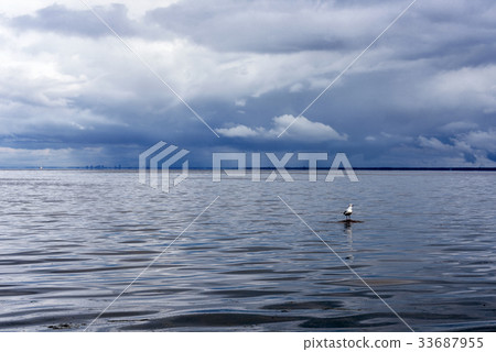 A lone seagull in the sea bay A lone seagull in the sea bay 33687955