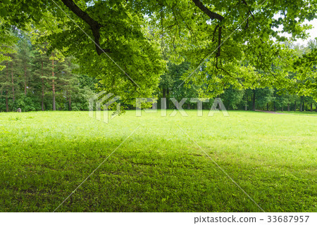 A green glade with growing trees 33687957