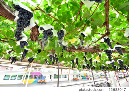 Shinshu JR Shiojiri站家葡萄架 33688047