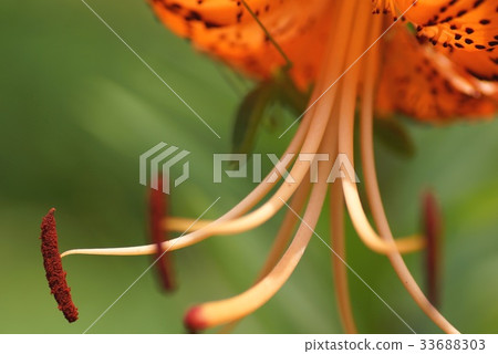 Kisori Onigaru 33688303