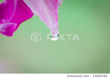 Purple and pink phalangers, orchid flower Purple and pink phalangers, orchid flower 33688766