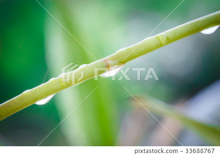 Macro Water drop on green bamboo 33688767