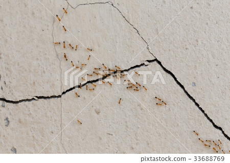 Ants climb walls Ants climb walls 33688769