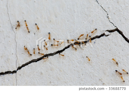 Ants climb walls Ants climb walls 33688770