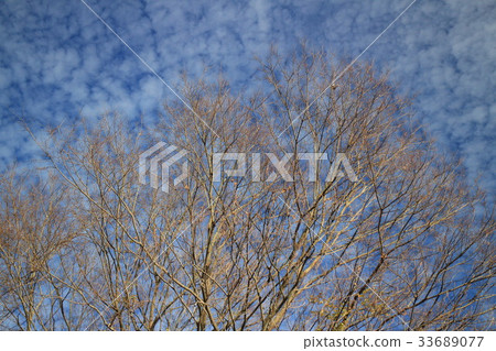 Bluish cloud 33689077