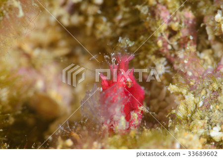 Orizuri shrimp Orizuri shrimp 33689602