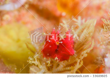 Orizuri shrimp 33689605