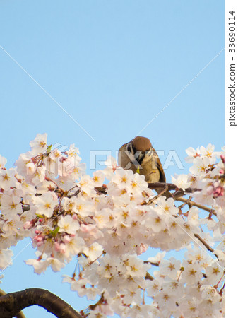 Sparrows and cherry blossoms Sparrows and cherry blossoms 33690114