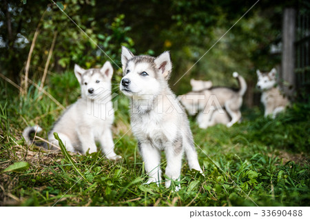 group of cute puppy alaskan malamute run on grass group of cute puppy alaskan malamute run on grass 33690488