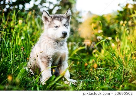 cute puppy alaskan malamute run on grass garden 33690502