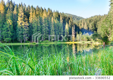 Forest lake in the mountains 33690552