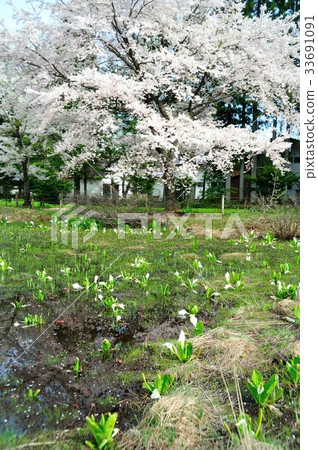 Water Basho 33691091