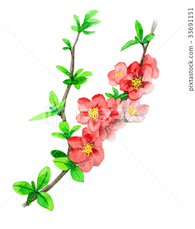 開花在木琴的分支的花 33691151