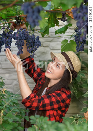 woman gardener picking grape 33691654
