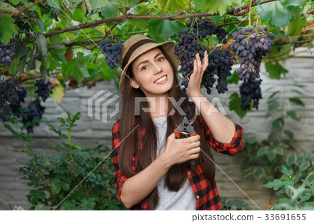woman gardener picking grape woman gardener picking grape 33691655