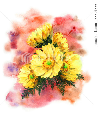 阿多尼斯 33691666