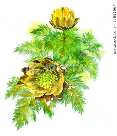 阿多尼斯 33691667