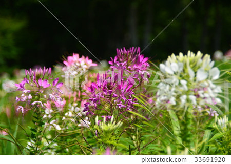 Cleome紅色，白色和粉紅色三種顏色 33691920