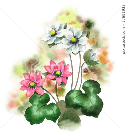 白色和粉紅色的雪草 白色和粉紅色的雪草 33691932