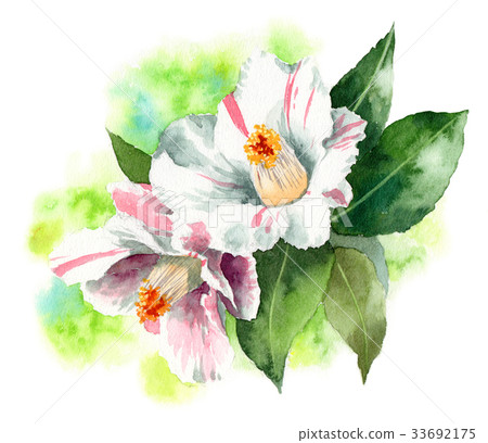 白色被察覺的山茶花 33692175