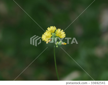 Yabutabirako Yabutabirako 33692541