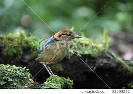 Kitasumatyairo蝴蝶 Kitasumatyairo蝴蝶 33693272