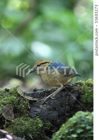 Kitasumatyairo蝴蝶 33693273