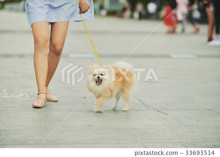 Dog walking in the city Dog walking in the city 33693514