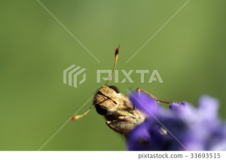 愚蠢的ichimonjiseseri 33693515