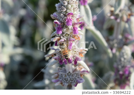 Bees in the rams year 33694222