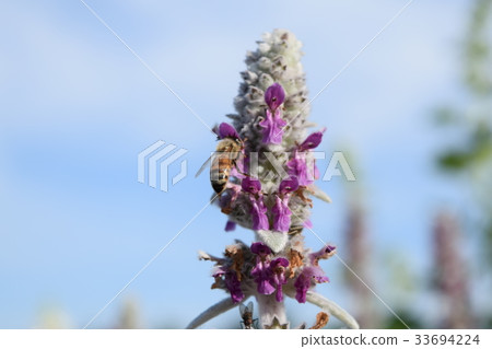 Bees in the rams year 33694224