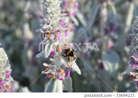 Bumblebee on Rams year Bumblebee on Rams year 33694225