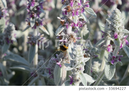 Bumblebee on Rams year 33694227