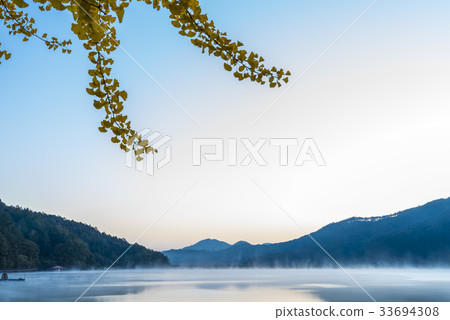 銀杏，Mungpyong水庫，槐山郡，忠北 33694308