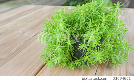 rose mose or sun plant 33694691