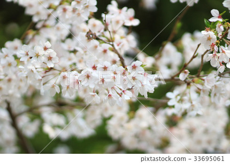 the Spring Blossom at kyoto the Spring Blossom at kyoto 33695061