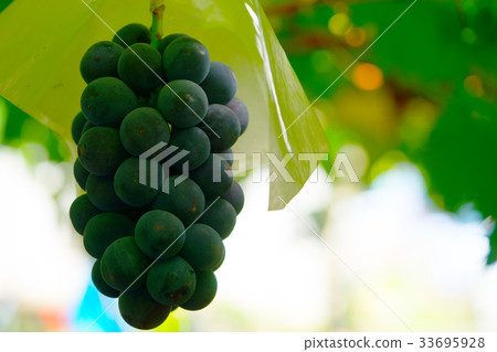 Taste of autumn 33695928