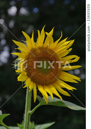 Sunflower Summer 33695939