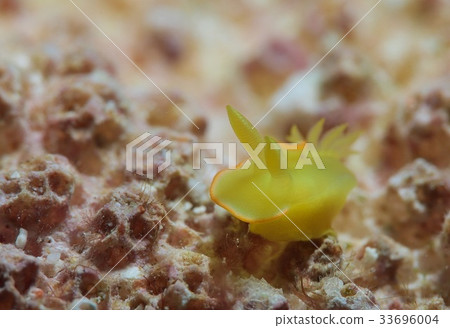 Saffron Illuminous Saffron Illuminous 33696004