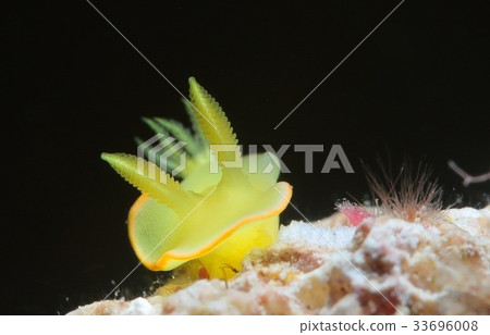 藏紅花Illuminous 33696008