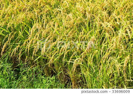 稻田 稻田 33696009