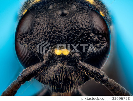 Head of Trypoxylon species 33696738