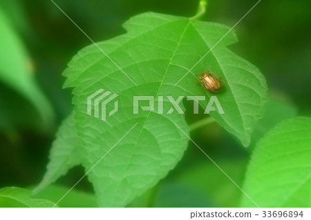 Scarab 33696894