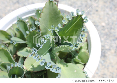 兒童寶藏 33697178