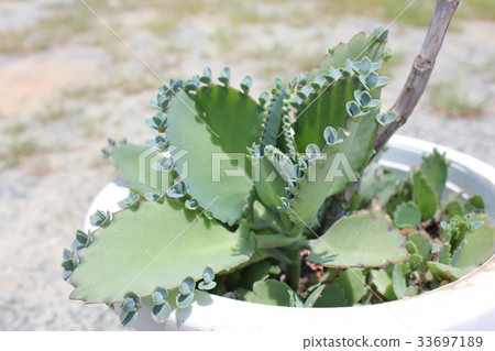 兒童寶藏 33697189